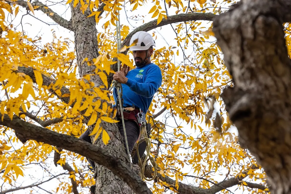Skilled Storm Damage Cleanup crew working in Julian
